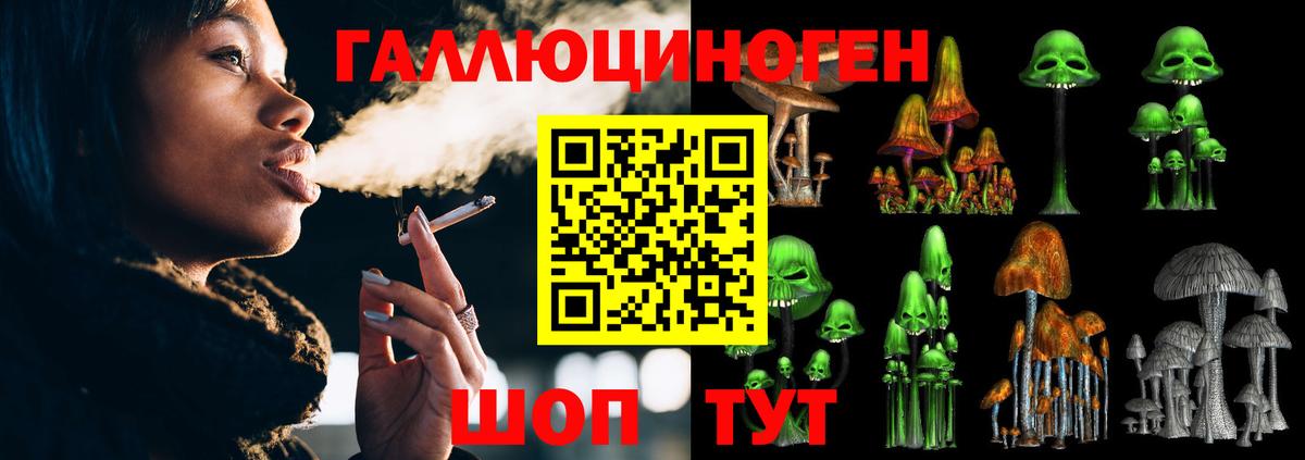 Галлюциногенные грибы Psilocybe Новоалтайск